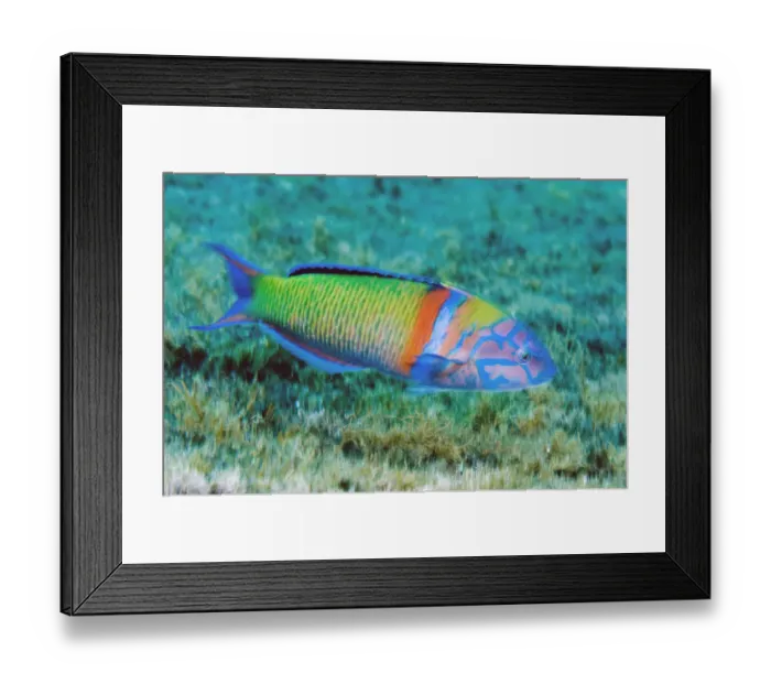 Framed Print : Turkish wrasse (Thalassoma pavo) Pico, Azores, Portugal, July 2009 Framed Print : Turkish wrasse (Thalassoma pavo) Pico, Azores, Portugal, July 2009