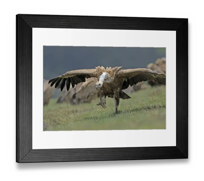 Framed Print : Griffon vulture (Gyps fulvus) running with wings stretched, Andorra, June 2009 Framed Print : Griffon vulture (Gyps fulvus) running with wings stretched, Andorra, June 2009