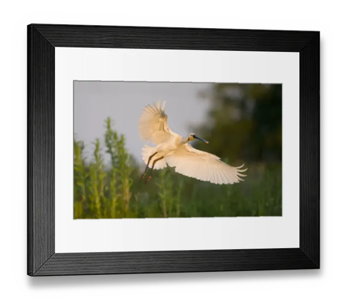 Framed Print : Spoonbill (Platalea leucorodia) adult in flight, Netherlands, June 2009 Framed Print : Spoonbill (Platalea leucorodia) adult in flight, Netherlands, June 2009