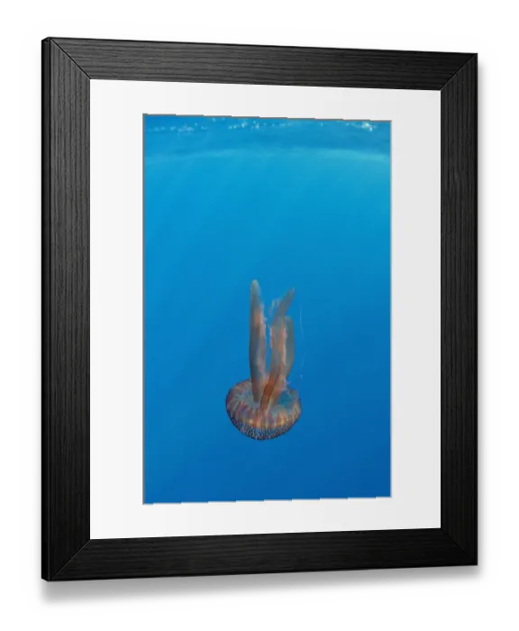 Framed Print : True jelly fish (Pelagia noctiluca) Pico, Azores, Portugal, June 2009 Framed Print : True jelly fish (Pelagia noctiluca) Pico, Azores, Portugal, June 2009