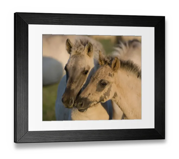 Framed Print : Two Konik horse foals, Oostvaardersplassen, Netherlands, June 2009 Framed Print : Two Konik horse foals, Oostvaardersplassen, Netherlands, June 2009