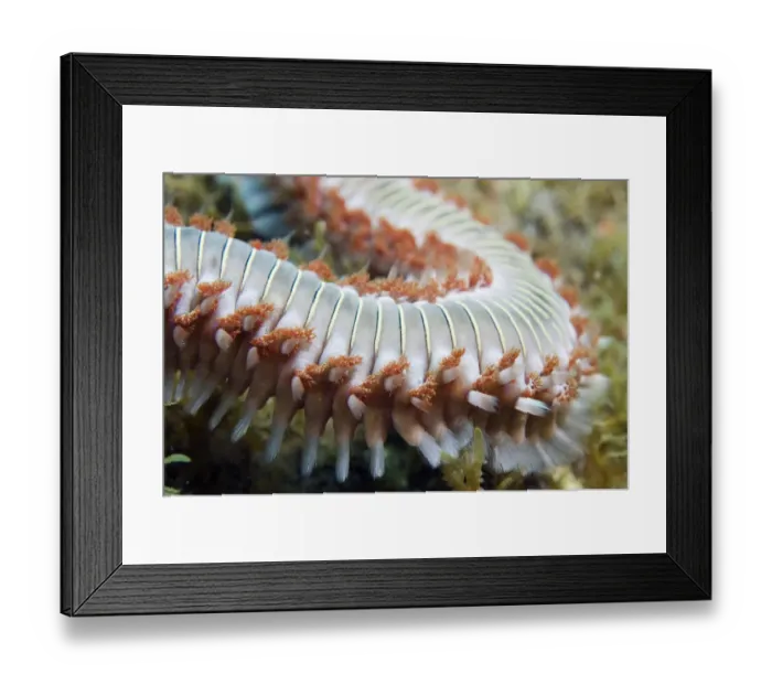 Framed Print : Fireworm (Hermodice carunculata) close-up, Pico, Azores, Portugal, July 2009 Framed Print : Fireworm (Hermodice carunculata) close-up, Pico, Azores, Portugal, July 2009