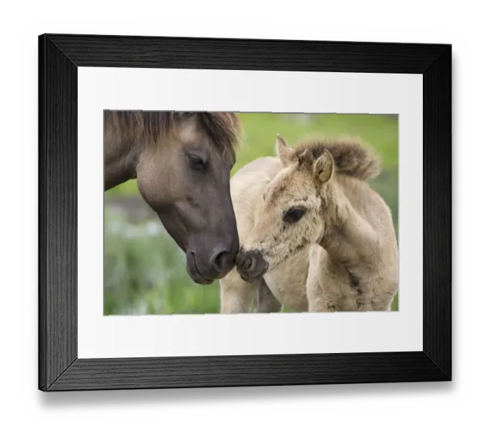 Framed Print : Konik horse and young foal interacting, Oostvaardersplassen, Netherland, June 2009