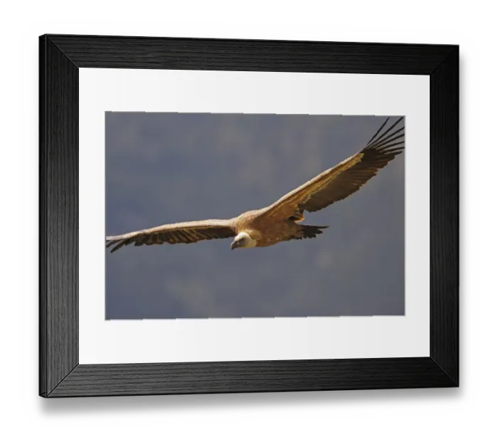 Framed Print : Griffon vulture (Gyps fulvus) in flight, Andorra, June 2009