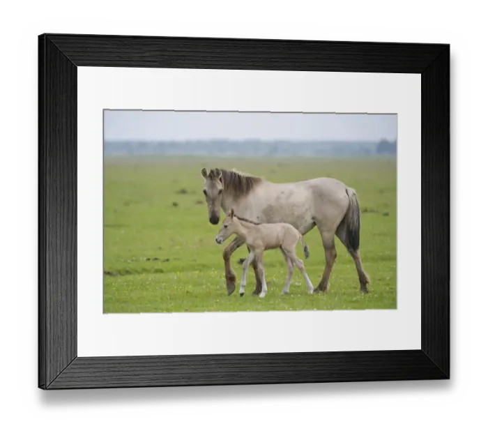 Framed Print : Konik horse, mare with young foal, Oostvaardersplassen, Netherlands, June 2009 Framed Print : Konik horse, mare with young foal, Oostvaardersplassen, Netherlands, June 2009