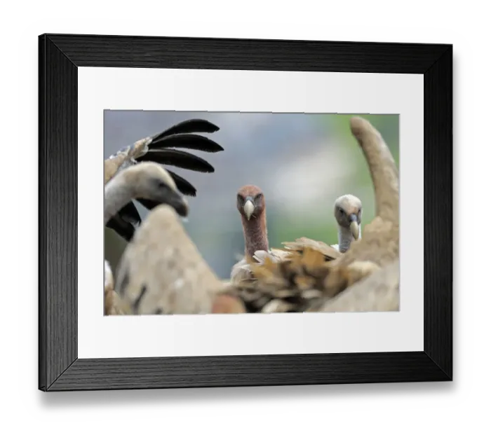 Framed Print : Griffon vultures (Gyps fulvus) Andorra, June 2009 Framed Print : Griffon vultures (Gyps fulvus) Andorra, June 2009