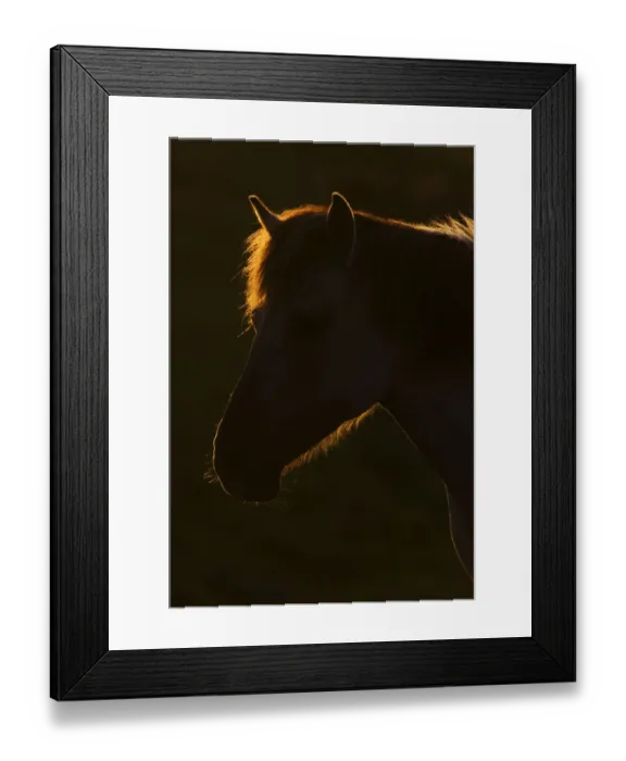 Framed Print : Konik horse silhouetted and backlit at sunset, Oostvaardersplassen, Netherlands Framed Print : Konik horse silhouetted and backlit at sunset, Oostvaardersplassen, Netherlands