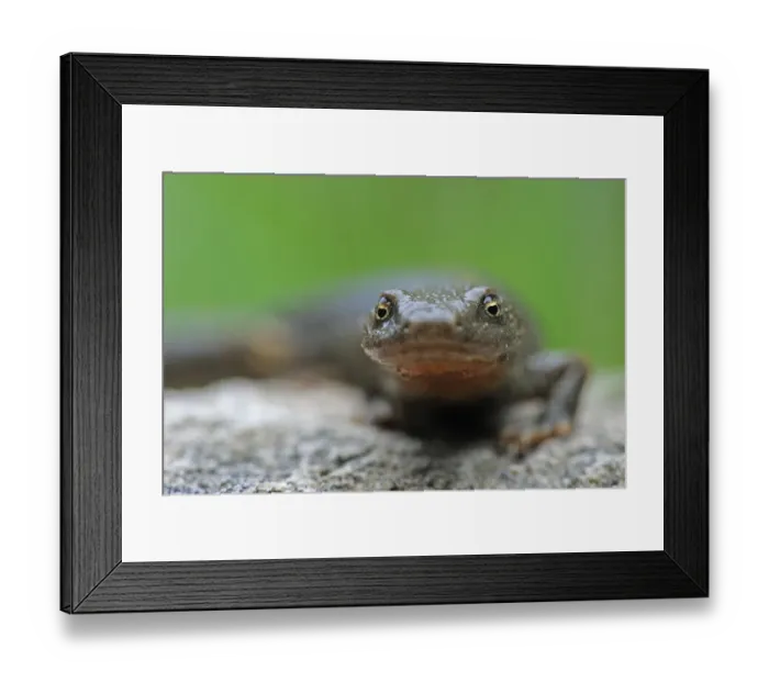 Framed Print : Pyrenean brook salamander (Euproctus / Calotriton asper) portrait, Pal, Andorra Framed Print : Pyrenean brook salamander (Euproctus / Calotriton asper) portrait, Pal, Andorra