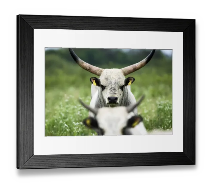 Framed Print : Slavonian Syrmian cattle (rare breed) in meadow between Krapje and Drenov Bok, Lonjsko Framed Print : Slavonian Syrmian cattle (rare breed) in meadow between Krapje and Drenov Bok, Lonjsko