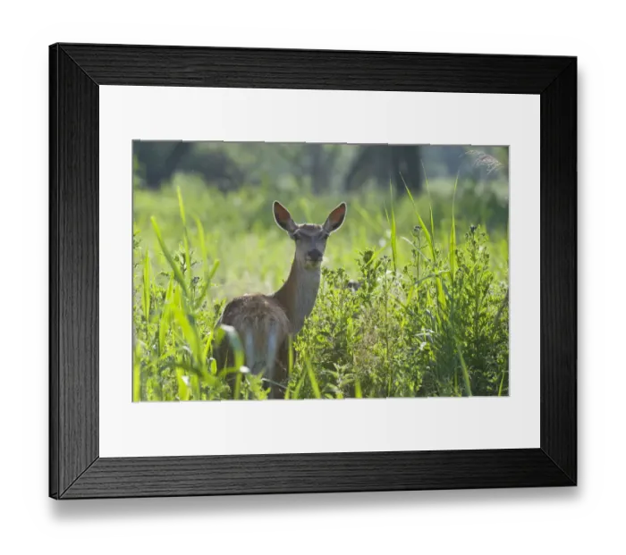 Framed Print : Red deer (Cervus elaphus) hind in vegetation, Oostvaardersplassen, Netherlands, June 2009 Framed Print : Red deer (Cervus elaphus) hind in vegetation, Oostvaardersplassen, Netherlands, June 2009