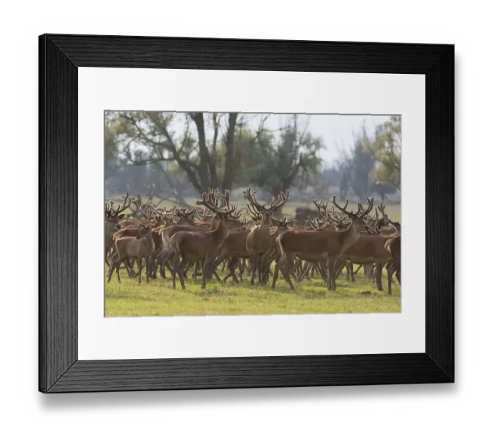 Framed Print : Red deer stags (Cervus elaphus) group, Oostvaardersplassen, Netherlands, June 2009 Framed Print : Red deer stags (Cervus elaphus) group, Oostvaardersplassen, Netherlands, June 2009