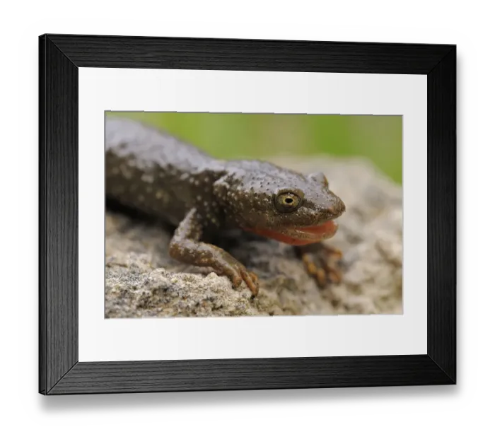 Framed Print : Pyrenean brook salamander (Euproctus / Calotriton asper) with mouth open, Pal, Andorra Framed Print : Pyrenean brook salamander (Euproctus / Calotriton asper) with mouth open, Pal, Andorra