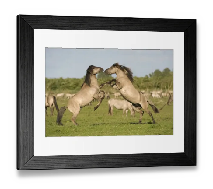 Framed Print : Two Konik horse stallions fighting during breeding season, Oostvaardersplassen, Netherlands Framed Print : Two Konik horse stallions fighting during breeding season, Oostvaardersplassen, Netherlands