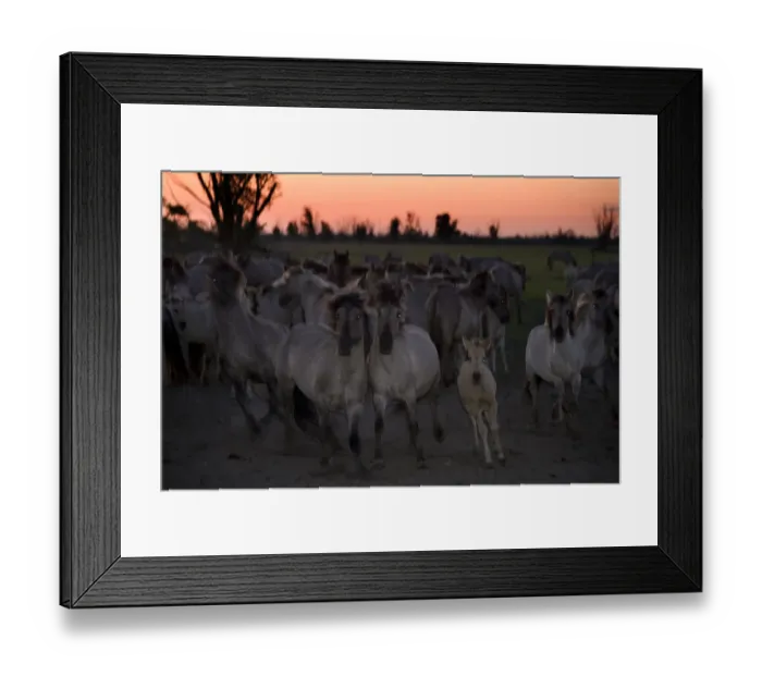 Framed Print : Konik horses at dusk, Oostvaardersplassen, Netherlands, June 2009. WWE INDOOR EXHIBITION Framed Print : Konik horses at dusk, Oostvaardersplassen, Netherlands, June 2009. WWE INDOOR EXHIBITION
