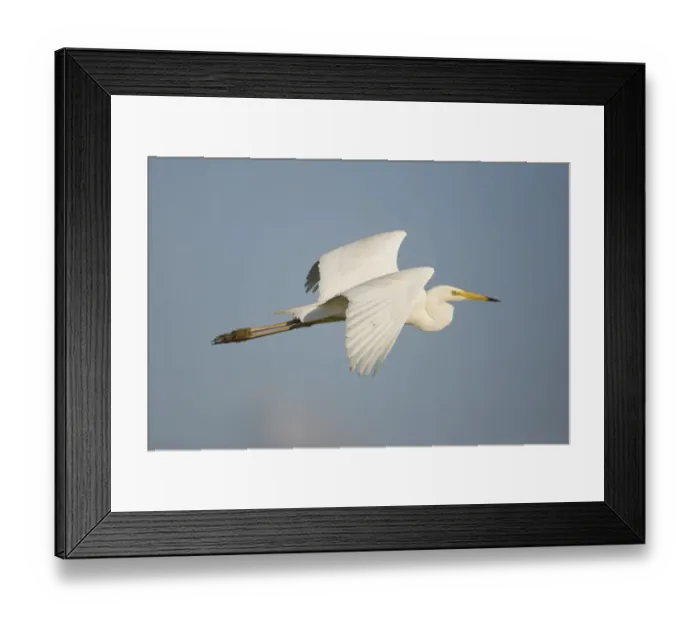 Framed Print : Great white egret (Ardea alba) in flight, Oostvaardersplassen, Netherlands, June 2009 Framed Print : Great white egret (Ardea alba) in flight, Oostvaardersplassen, Netherlands, June 2009