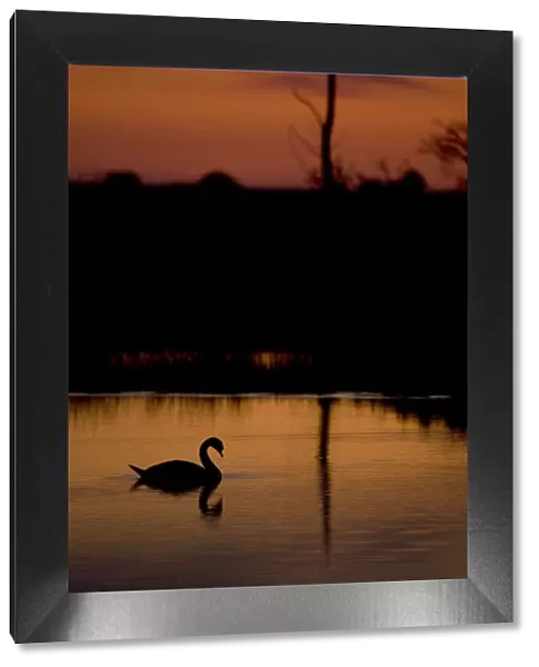 Mute Swan (Cygnus olor) adult silhouetted on lake at sunset, Oostvaardersplassen