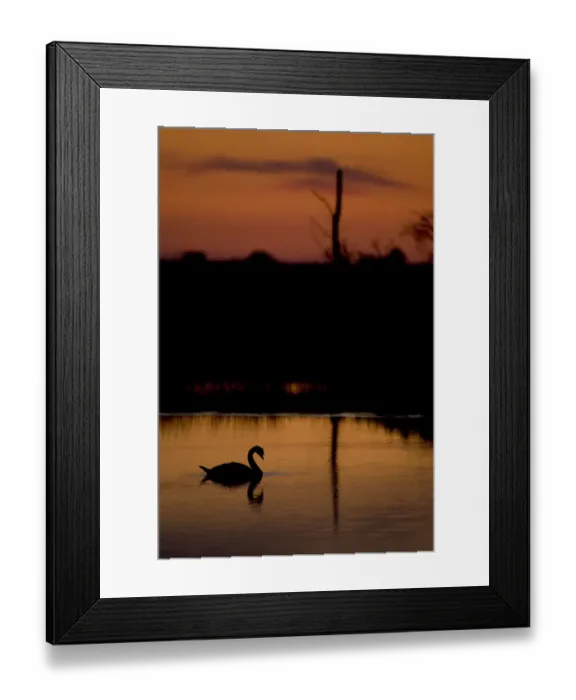 Framed Print : Mute Swan (Cygnus olor) adult silhouetted on lake at sunset, Oostvaardersplassen Framed Print : Mute Swan (Cygnus olor) adult silhouetted on lake at sunset, Oostvaardersplassen