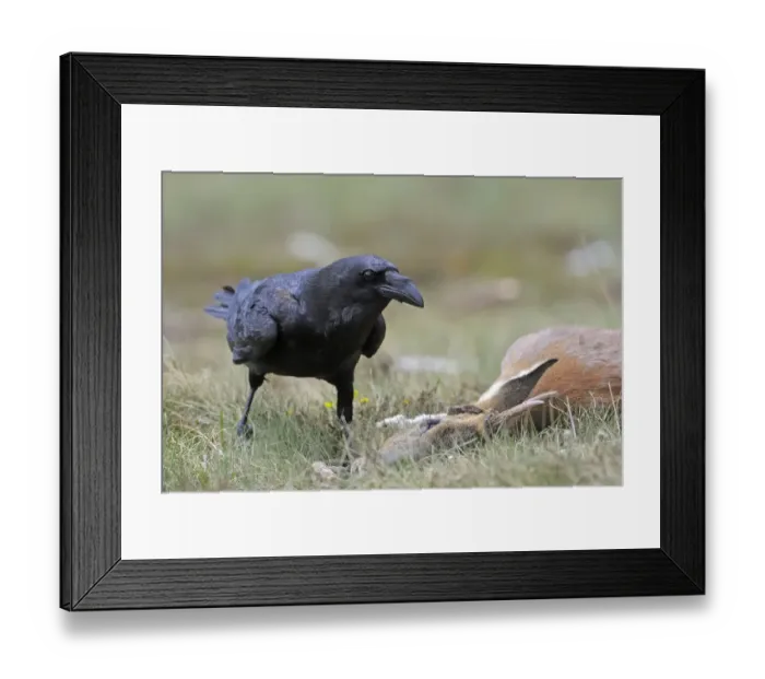 Framed Print : Raven (Corvus corax) next to Roe deer (Capreolus capreolus) carcass, Andorra, June 2009 Framed Print : Raven (Corvus corax) next to Roe deer (Capreolus capreolus) carcass, Andorra, June 2009