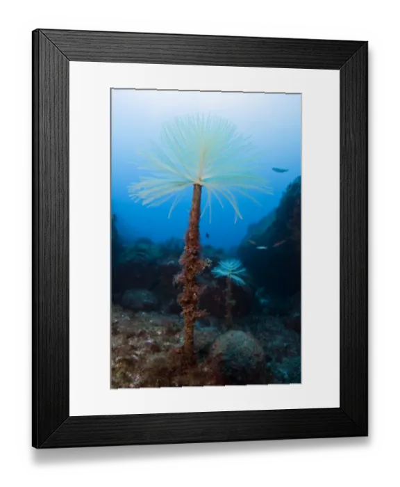 Framed Print : Spiral tube worm (Sabella / Spirographis spallanzani) Faial, Azores, Portugal, July 2009 Framed Print : Spiral tube worm (Sabella / Spirographis spallanzani) Faial, Azores, Portugal, July 2009