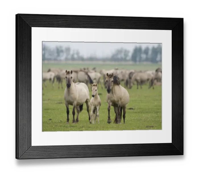 Framed Print : Konik horse family, Oostvaardersplassen, Netherlands, June 2009 Framed Print : Konik horse family, Oostvaardersplassen, Netherlands, June 2009
