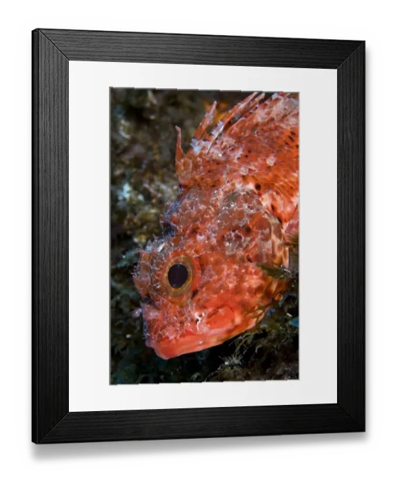 Framed Print : Scorpionfish (Scorpaena maderensis) portrait, Pico, Azores, Portugal, June 2009 Framed Print : Scorpionfish (Scorpaena maderensis) portrait, Pico, Azores, Portugal, June 2009