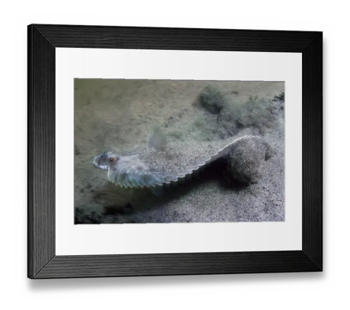 Framed Print : Dab (Limanda limanda) in sand, Iceland, May 2009 Framed Print : Dab (Limanda limanda) in sand, Iceland, May 2009