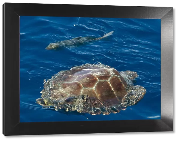 Loggerhead turtle (Caretta caretta) swimming past a fish, Pico, Azores, Portugal