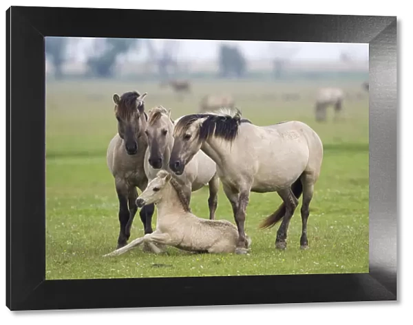 Konik horses, mares and a stallion encouraging young foal to stand up, Oostvaardersplassen