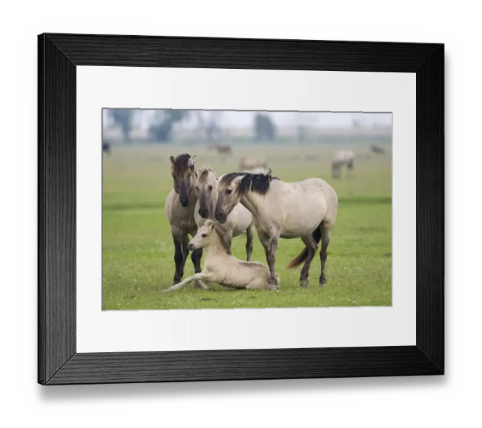Framed Print : Konik horses, mares and a stallion encouraging young foal to stand up, Oostvaardersplassen