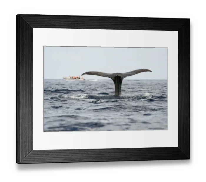 Framed Print : Sperm whale (Physeter macrocephalus) fluke with a whale watching boat in the distance Framed Print : Sperm whale (Physeter macrocephalus) fluke with a whale watching boat in the distance
