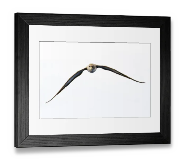 Framed Print : Corys shearwater (Calonectris diomedea) in flight, Pico, Azores, Portugal, June 2009 Framed Print : Corys shearwater (Calonectris diomedea) in flight, Pico, Azores, Portugal, June 2009