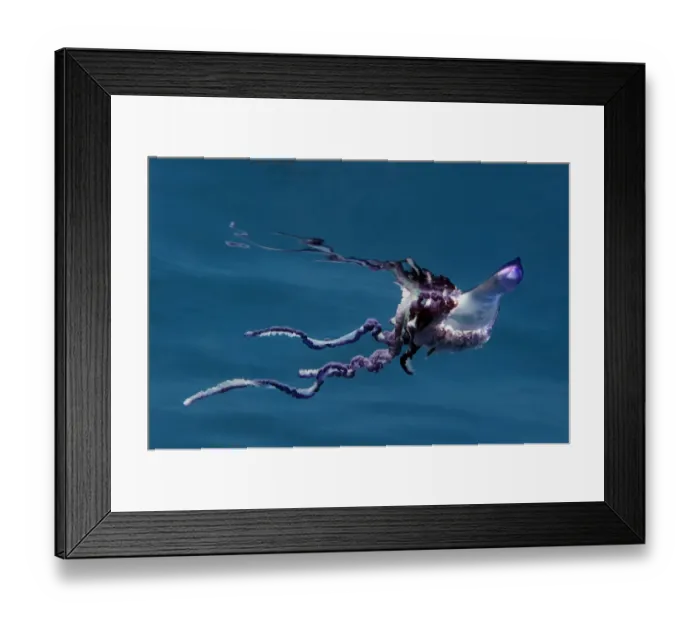 Framed Print : Portuguese man of war (Physalia physalis) Pico, Azores, Portugal, June 2009 Framed Print : Portuguese man of war (Physalia physalis) Pico, Azores, Portugal, June 2009
