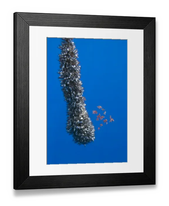 Framed Print : Gooseneck barnacles on a drifting rope and a small shoal of Boarfish (Capros aper) seeking shelter Framed Print : Gooseneck barnacles on a drifting rope and a small shoal of Boarfish (Capros aper) seeking shelter