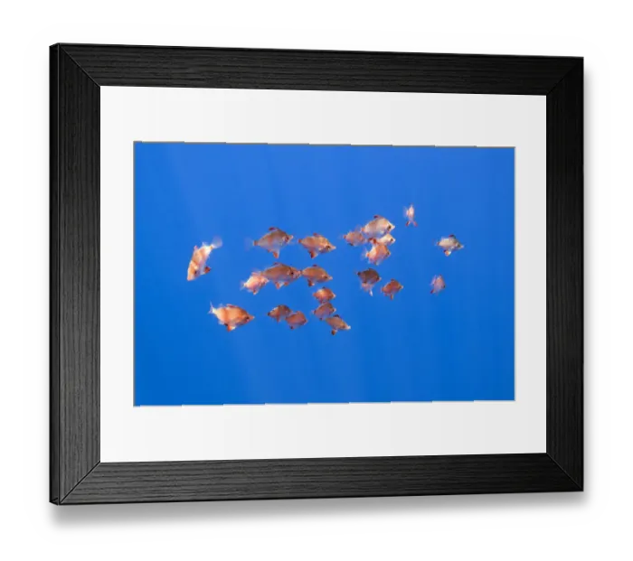 Framed Print : Small shoal of Boarfish (Capros aper) Pico, Azores, Portugal, June 2009 Framed Print : Small shoal of Boarfish (Capros aper) Pico, Azores, Portugal, June 2009