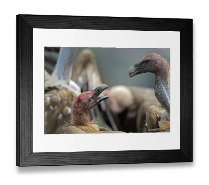 Framed Print : Griffon vultures (Gyps fulvus) squabbling, heads covered in blood from feeding, Andorra Framed Print : Griffon vultures (Gyps fulvus) squabbling, heads covered in blood from feeding, Andorra