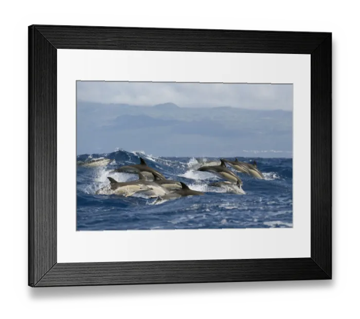 Framed Print : Common dolphins (Delphinus delphis) porpoising, Pico, Azores, Portugal, June 2009 Framed Print : Common dolphins (Delphinus delphis) porpoising, Pico, Azores, Portugal, June 2009