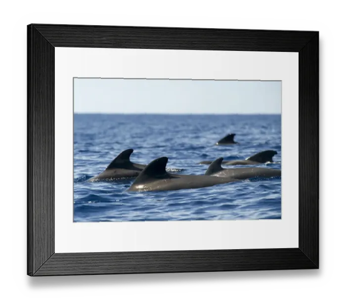 Framed Print : Short finned pilot whales (Globicephala macrorhynchus) surfacing, Pico, Azores, Portugal Framed Print : Short finned pilot whales (Globicephala macrorhynchus) surfacing, Pico, Azores, Portugal