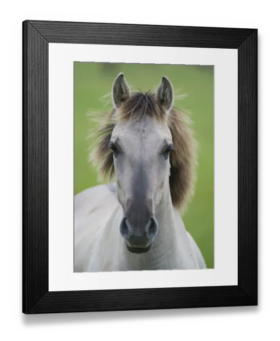 Framed Print : Konik horse, portrait of stallion, Oostvaardersplassen, Netherlands, June 2009 Framed Print : Konik horse, portrait of stallion, Oostvaardersplassen, Netherlands, June 2009
