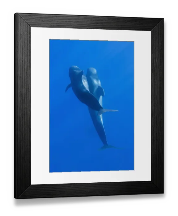 Framed Print : Two Short-finned pilot whales (Globicephala macrorhynchus) Pico, Azores, Portugal Framed Print : Two Short-finned pilot whales (Globicephala macrorhynchus) Pico, Azores, Portugal