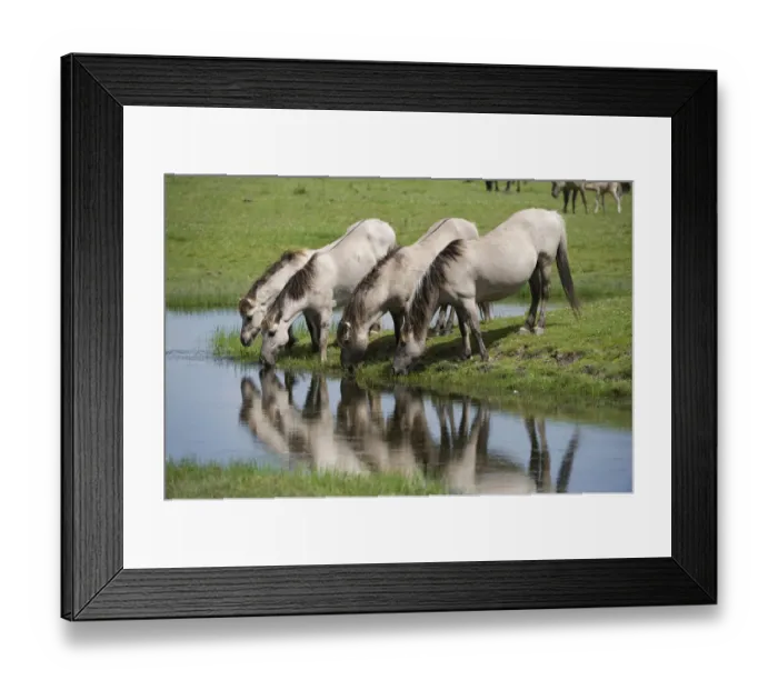 Framed Print : Konik horses drinking, Oostvaardersplassen, Netherlands, June 2009 Framed Print : Konik horses drinking, Oostvaardersplassen, Netherlands, June 2009