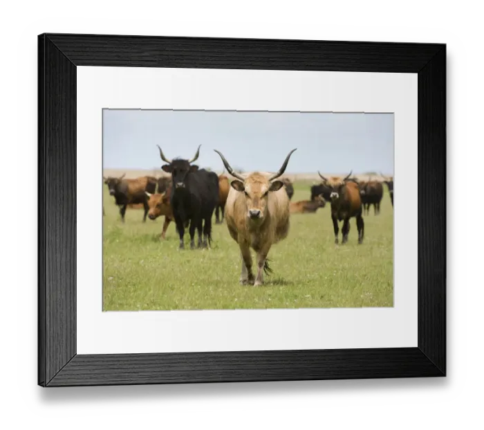 Framed Print : Heck cattle group, Oostvaardersplassen, Netherlands, June 2009 Framed Print : Heck cattle group, Oostvaardersplassen, Netherlands, June 2009