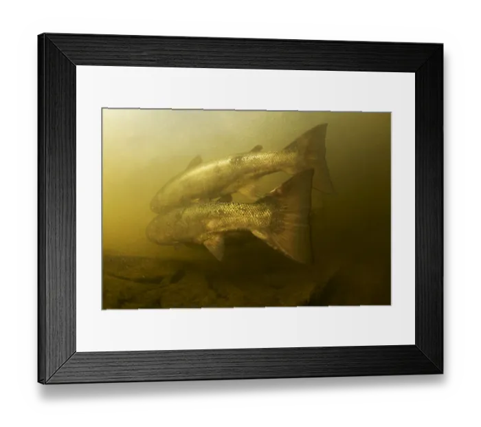 Framed Print : Atlantic salmon (Salmo salar) migrating upstream to spawn, Umelven, Sweden, July 2009 Framed Print : Atlantic salmon (Salmo salar) migrating upstream to spawn, Umelven, Sweden, July 2009