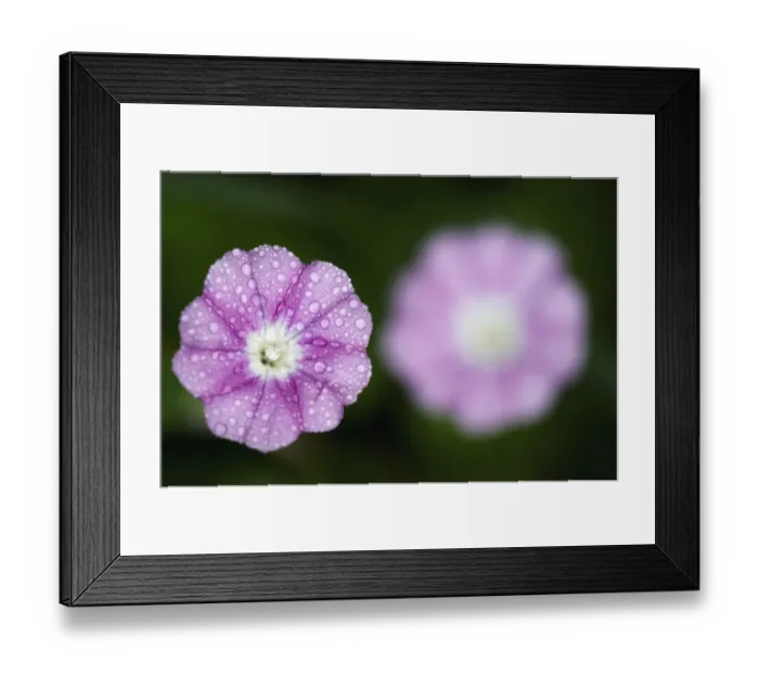 Framed Print : Mallow leaved bindweed (Convolvulus althaeoides) flowers covered in raindrops, Akamas peninsula Framed Print : Mallow leaved bindweed (Convolvulus althaeoides) flowers covered in raindrops, Akamas peninsula