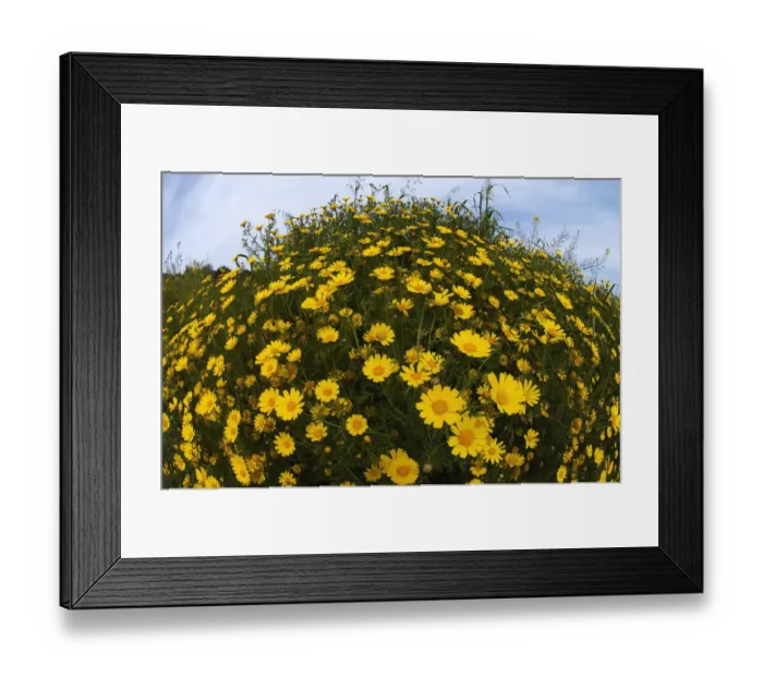Framed Print : Crown daisies (Glebionis coronarium) flowering, Cyprus, April 2009 Framed Print : Crown daisies (Glebionis coronarium) flowering, Cyprus, April 2009