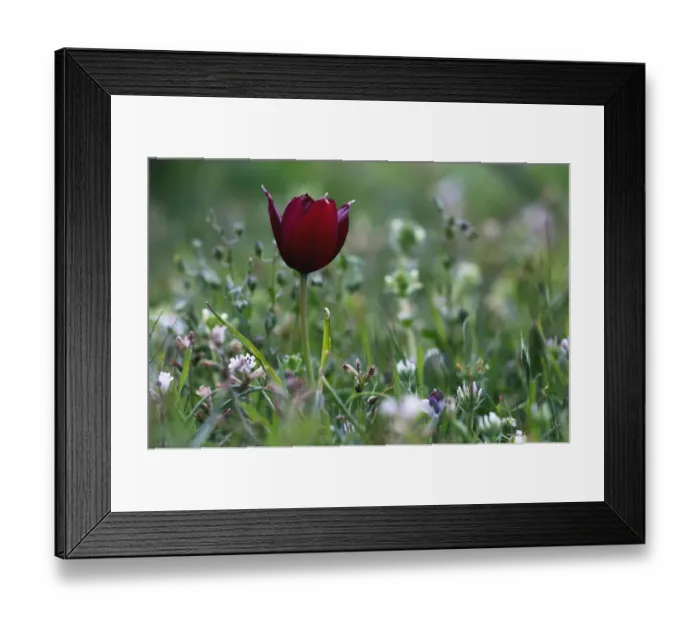 Framed Print : Cyprus Tulip (Tulipa cypria) in flower, Akamas peninsula, Cyprus, April 2009 Framed Print : Cyprus Tulip (Tulipa cypria) in flower, Akamas peninsula, Cyprus, April 2009