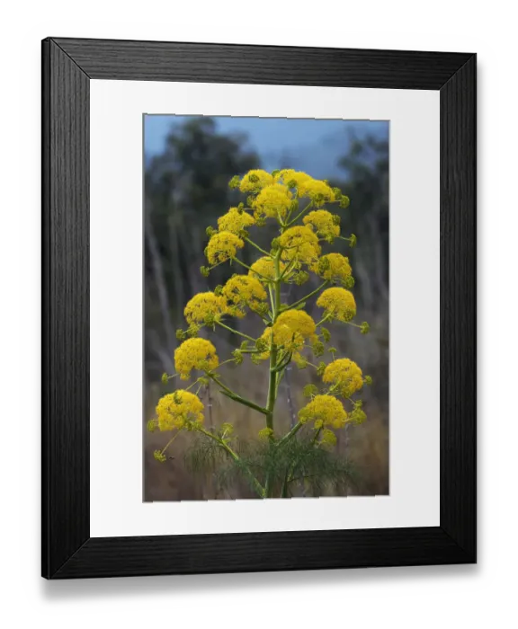 Framed Print : Giant fennel (Ferula communis) flower, Kaplica, Northern Cyprus, April 2009 Framed Print : Giant fennel (Ferula communis) flower, Kaplica, Northern Cyprus, April 2009