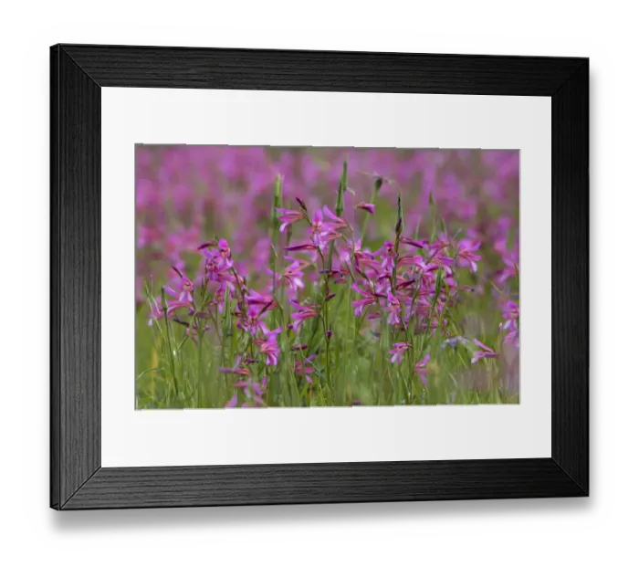 Framed Print : Field gladiolus (Gladiolus italicus) flowering, Northern Cyprus, April 2009 Framed Print : Field gladiolus (Gladiolus italicus) flowering, Northern Cyprus, April 2009