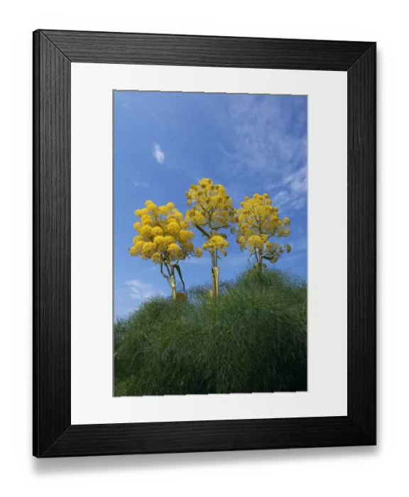 Framed Print : Giant fennel (Ferula communis) plants in flower, Kaplica, Northern Cyprus, April 2009
