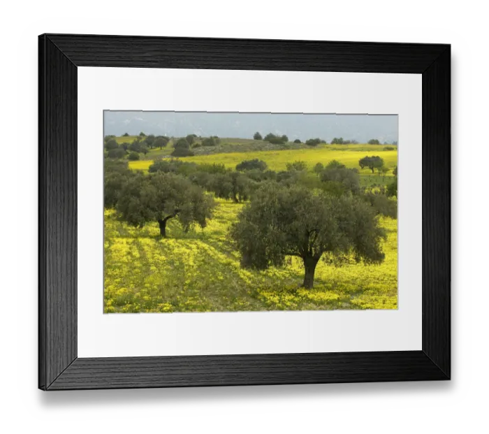 Framed Print : Olive trees surrounded by yellow Bermuda buttercups (Oxalis pes caprae) Kaplika, Northern Cyprus Framed Print : Olive trees surrounded by yellow Bermuda buttercups (Oxalis pes caprae) Kaplika, Northern Cyprus