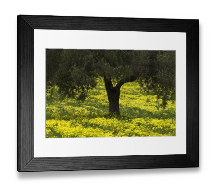 Framed Print : Olive trees surrounded with flowering yellow Bermuda buttercups (Oxalis pes caprae) Kaplika Framed Print : Olive trees surrounded with flowering yellow Bermuda buttercups (Oxalis pes caprae) Kaplika